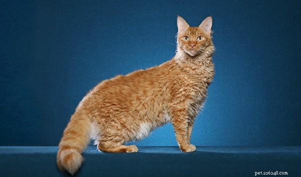 Alles wat u moet weten over de LaPerm Cat