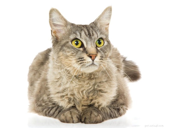 Vše, co potřebujete vědět o LaPerm Cat
