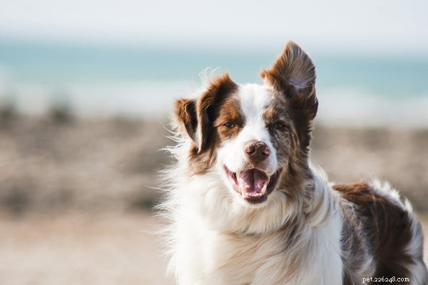 5 věcí, které jste nevěděli o chování psů