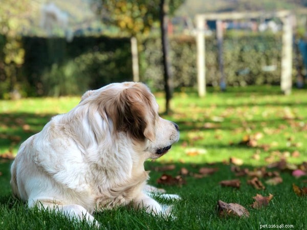Pluizige hondenrassen:alles wat u moet weten