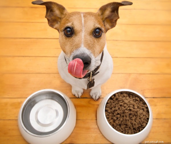 Veterinärrekommenderad hundmat:Mata din hund med den bästa maten
