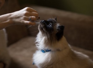 Кормление вашей кошки:правильный способ сделать это