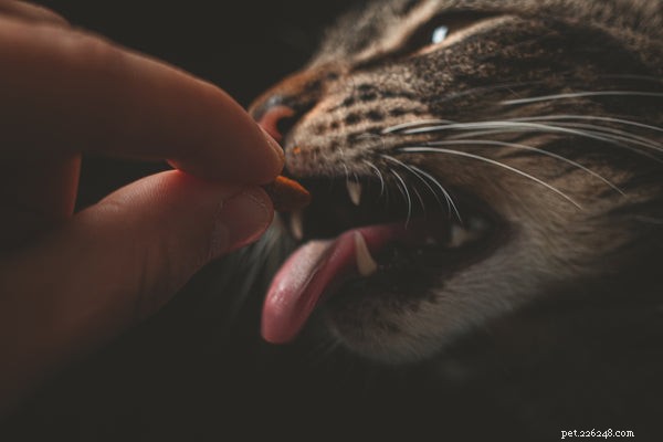 Att mata din katt:Rätt sätt att göra det