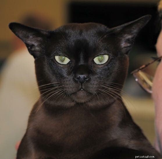 Vše, co potřebujete vědět o černé barmské kočce