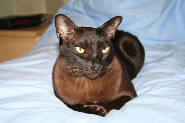 Tudo o que você precisa saber sobre o gato birmanês preto