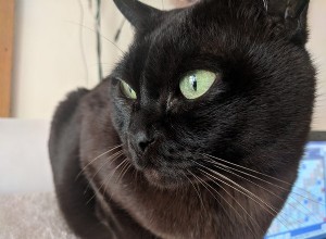 Все, что вам нужно знать о черной бирманской кошке