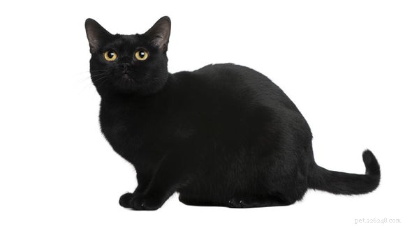 Vše, co potřebujete vědět o černé barmské kočce