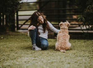 Jak pohladit psa:techniky a další důležité tipy
