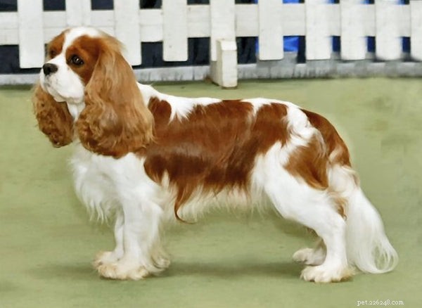 Fatos e características surpreendentes do Cavalier Dog