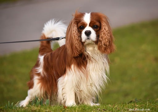 Fatos e características surpreendentes do Cavalier Dog