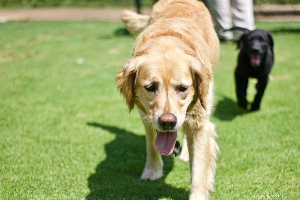 犬の運動：子犬の体型を維持するために知っておくべきこと 