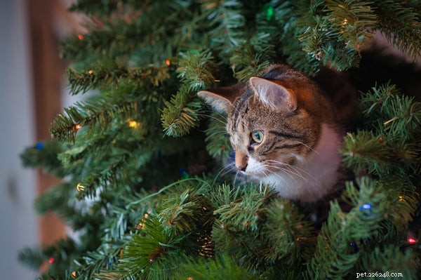 Hier zijn de 5 beste cadeaus voor kattenliefhebbers