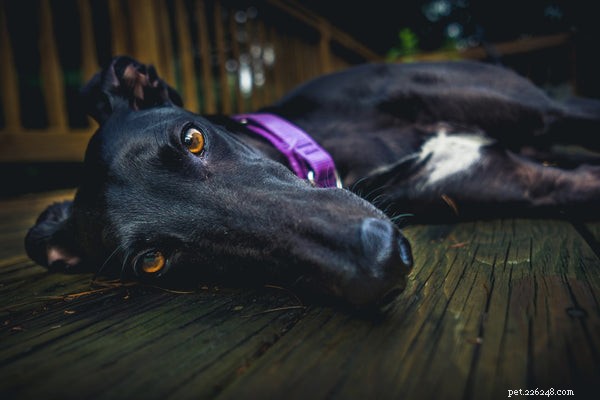 A raça do cão Greyhound:5 razões pelas quais esses cães são os melhores