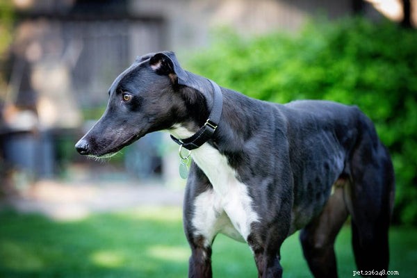 Greyhoundhundrasen:5 skäl till varför dessa hundar är de bästa
