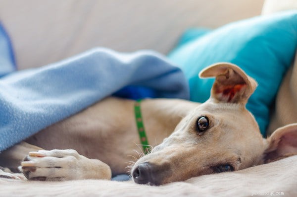 La razza di cane Greyhound:5 motivi per cui questi cani sono i migliori
