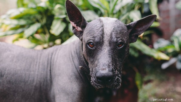 Races de chiens sans poils :tout ce que vous devez savoir