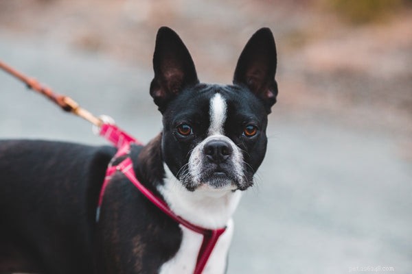 Adoptie van Boston Terrier:alles wat u moet weten