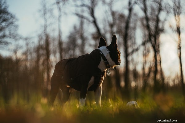 Adoptie van Boston Terrier:alles wat u moet weten