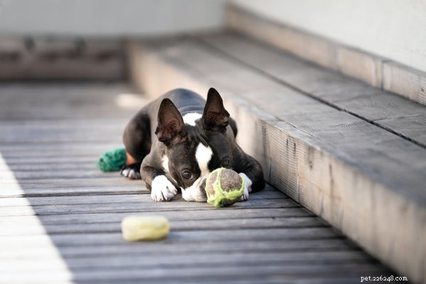 Boston Terrier Adoption:Allt du behöver veta