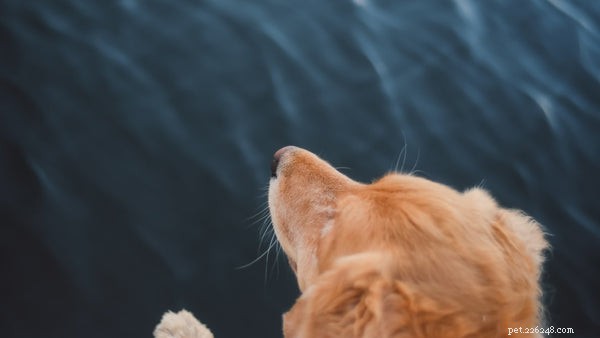 Mustaches de chien :tout ce que vous devez savoir
