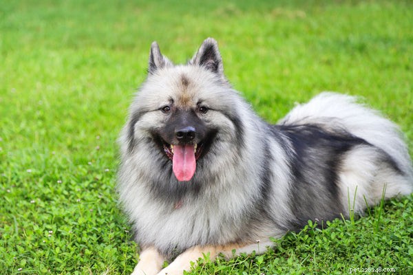 Podívejte se na těchto 6 nejlepších chlupatých plemen psů