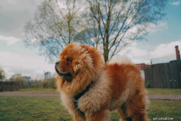 Chow Chow Temperament:En hund med stor personlighet