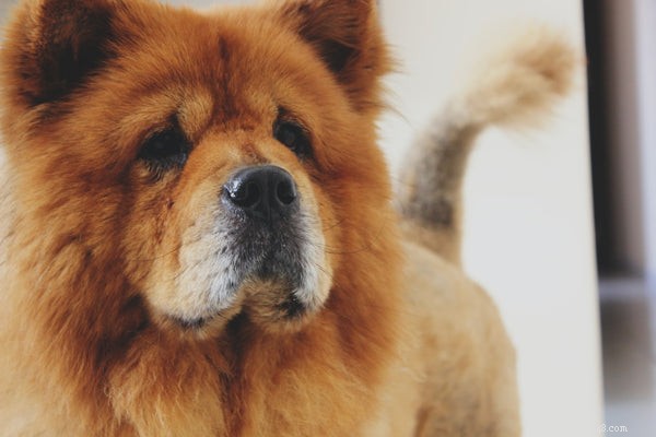 Tempérament Chow Chow :un chien avec une grande personnalité