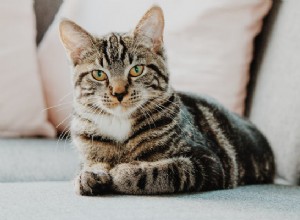 Язык тела кошки:вы должны знать эти 5 знаков