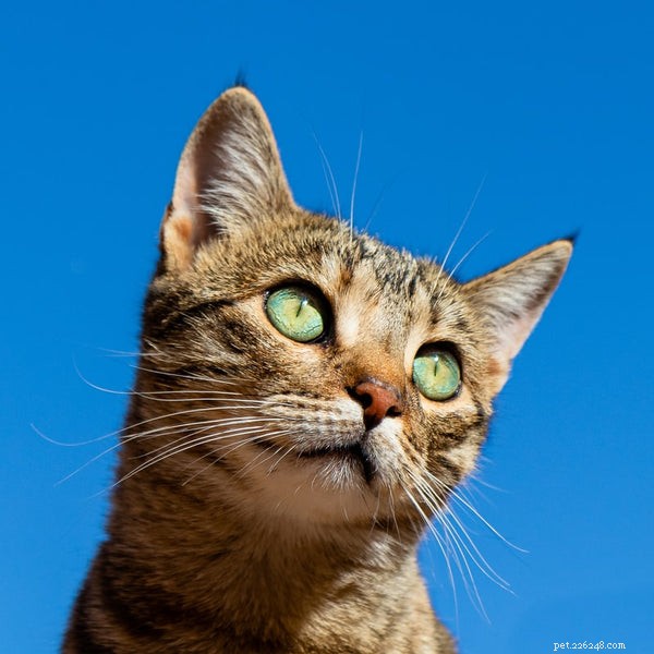 Linguaggio del corpo del gatto:devi conoscere questi 5 segni