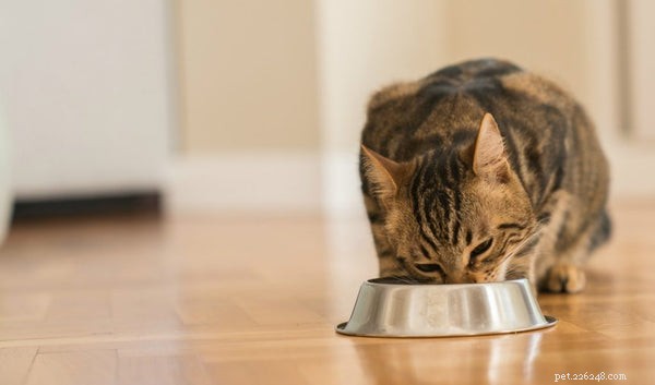 Kolik krmit kočku:Co potřebujete vědět
