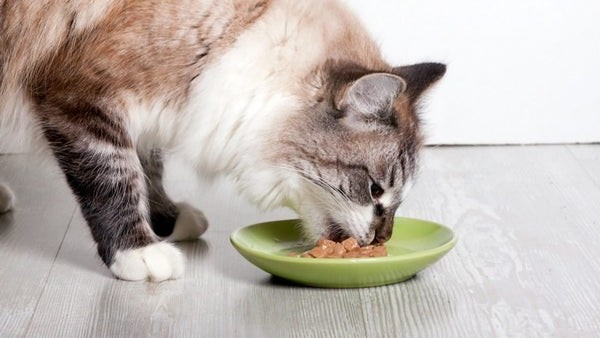 Сколько кормить кошку:что нужно знать