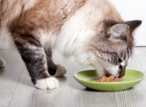 고양이에게 먹이는 양:알아야 할 사항