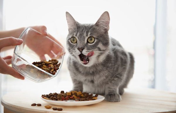 Hur mycket ska man mata en katt:Vad du behöver veta