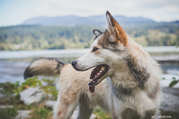 Varför viftar hundar på svansen:Här är 5 främsta skäl till varför