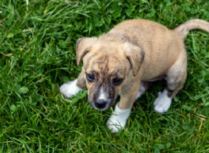 Proč psi vrtí ocasem:Zde je 5 hlavních důvodů, proč