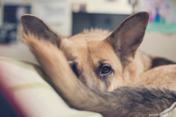 Почему собаки виляют хвостом:вот 5 главных причин, почему