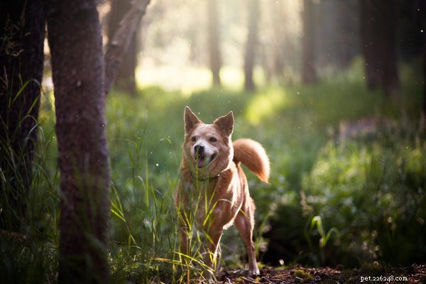 Varför viftar hundar på svansen:Här är 5 främsta skäl till varför