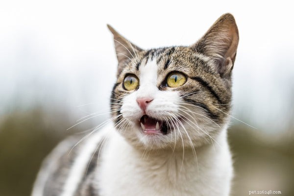 O que significam os miados de gato:aqui está o que você precisa saber