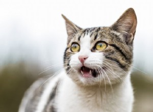 고양이 야옹의 의미:알아야 할 사항