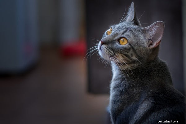 Что означает кошачье мяуканье:вот что вам нужно знать
