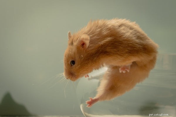 Cuidados com hamsters:o que você precisa saber para dar a melhor vida ao seu animal de estimação