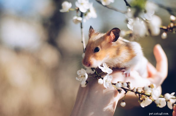 Soin du hamster :ce que vous devez savoir pour donner à votre animal la meilleure vie