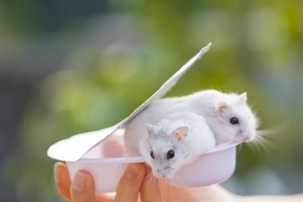 Hamsterverzorging:wat u moet weten om uw huisdier het beste leven te geven