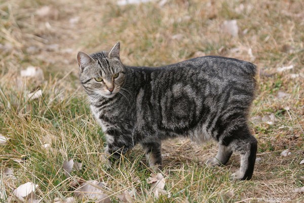 Race de chat mannois :découvrez cette race de chat sans queue