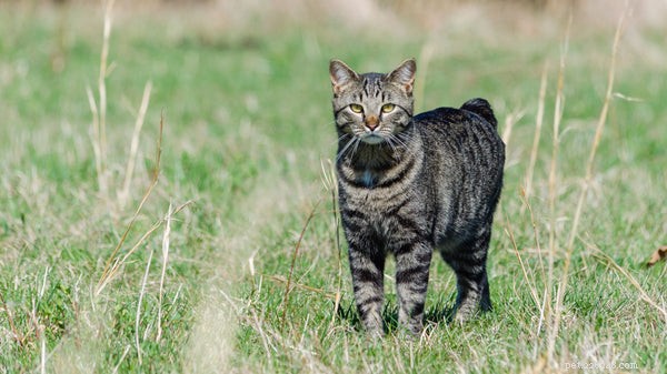 Manx 고양이 품종:이 꼬리 없는 고양이 품종에 대해 알아보기