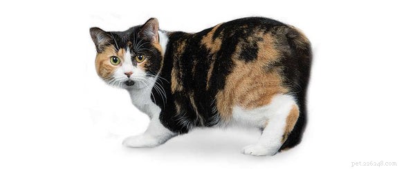 マンクス猫の品種：この尾のない猫の品種を知る 