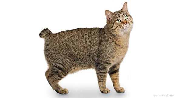 Razza di gatto Manx:scopri questa razza di gatto senza coda