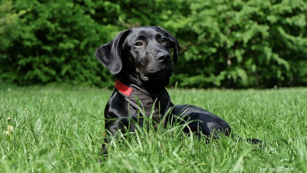 Wat u moet weten voordat u een Labrador adopteert