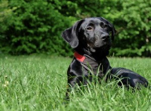 Co potřebujete vědět před adopcí labradora