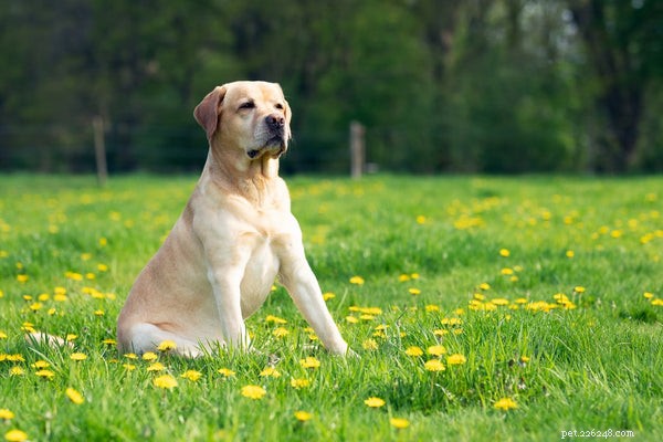 Que devez-vous savoir avant d adopter un Labrador